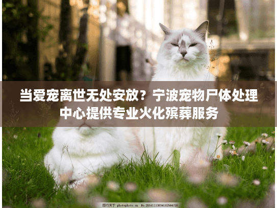 当爱宠离世无处安放？宁波宠物尸体处理中心提供专业火化殡葬服务