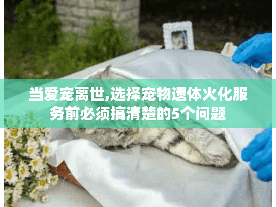 当爱宠离世,选择宠物遗体火化服务前必须搞清楚的5个问题