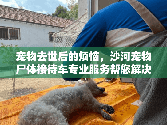 宠物去世后的烦恼，沙河宠物尸体接待车专业服务帮您解决