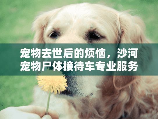 宠物去世后的烦恼，沙河宠物尸体接待车专业服务帮您解决