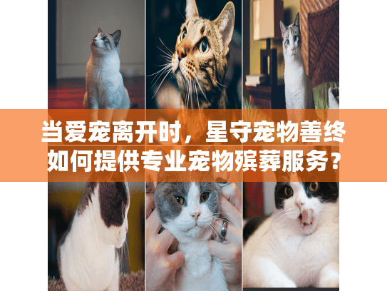 当爱宠离开时，星守宠物善终如何提供专业宠物殡葬服务？