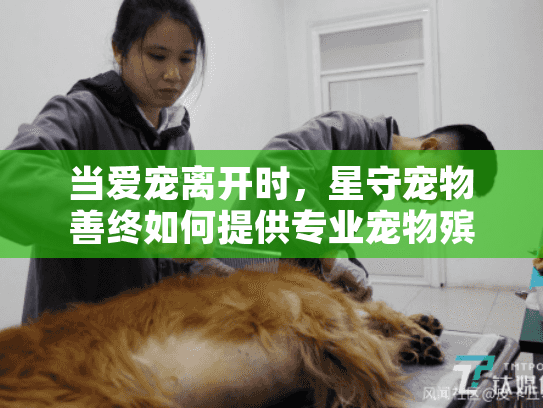当爱宠离开时，星守宠物善终如何提供专业宠物殡葬服务？