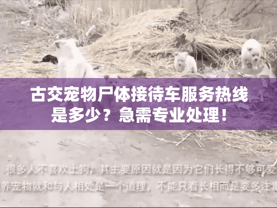古交宠物尸体接待车服务热线是多少？急需专业处理！