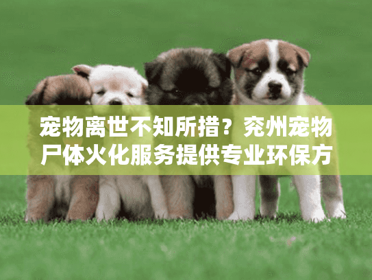 宠物离世不知所措？兖州宠物尸体火化服务提供专业环保方案