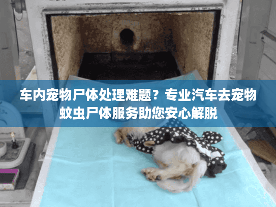 车内宠物尸体处理难题？专业汽车去宠物蚊虫尸体服务助您安心解脱