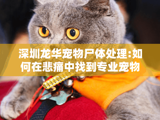 深圳龙华宠物尸体处理:如何在悲痛中找到专业宠物殡葬服务?