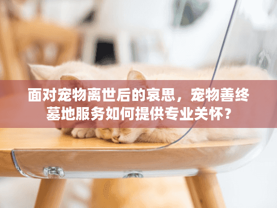 面对宠物离世后的哀思，宠物善终墓地服务如何提供专业关怀？