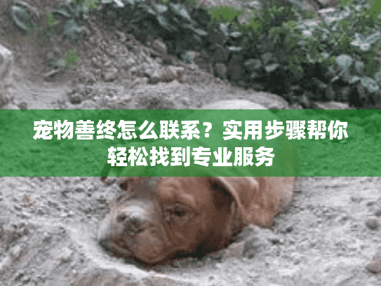宠物善终怎么联系？实用步骤帮你轻松找到专业服务