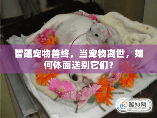 智蕴宠物善终，当宠物离世，如何体面送别它们？