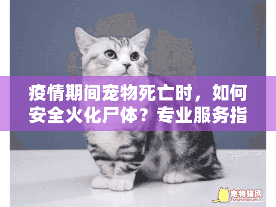 疫情期间宠物死亡时，如何安全火化尸体？专业服务指南