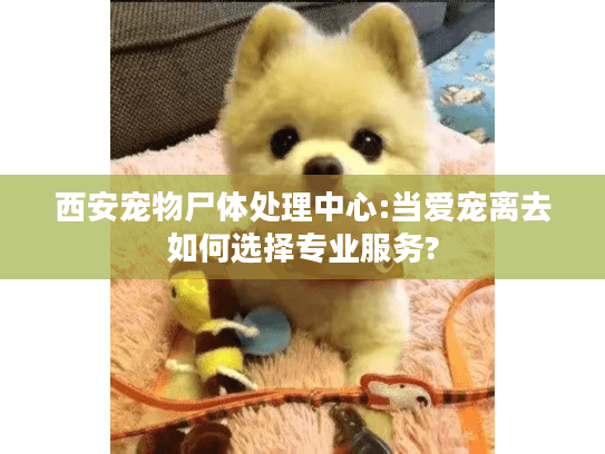 西安宠物尸体处理中心:当爱宠离去如何选择专业服务?