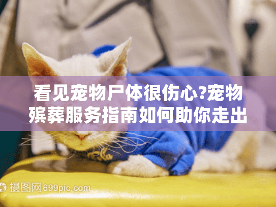 看见宠物尸体很伤心?宠物殡葬服务指南如何助你走出悲伤