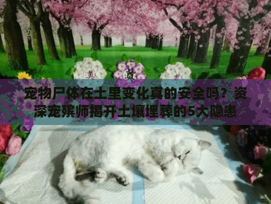 宠物尸体在土里变化真的安全吗？资深宠殡师揭开土壤埋葬的5大隐患