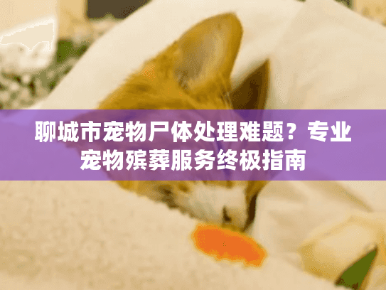 聊城市宠物尸体处理难题？专业宠物殡葬服务终极指南