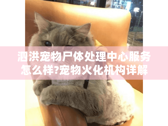 泗洪宠物尸体处理中心服务怎么样?宠物火化机构详解