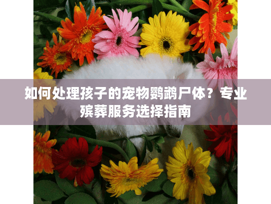 如何处理孩子的宠物鹦鹉尸体？专业殡葬服务选择指南