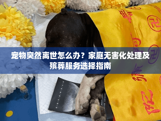宠物突然离世怎么办？家庭无害化处理及殡葬服务选择指南