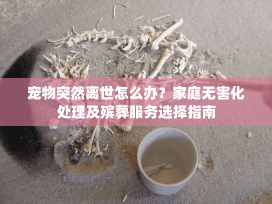 宠物突然离世怎么办？家庭无害化处理及殡葬服务选择指南