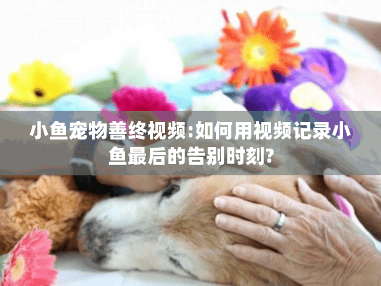 小鱼宠物善终视频:如何用视频记录小鱼最后的告别时刻?