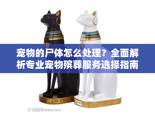 宠物的尸体怎么处理？全面解析专业宠物殡葬服务选择指南