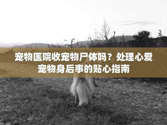 宠物医院收宠物尸体吗？处理心爱宠物身后事的贴心指南