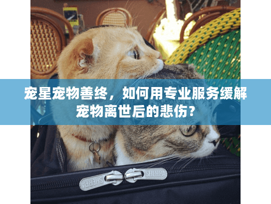 宠星宠物善终，如何用专业服务缓解宠物离世后的悲伤？