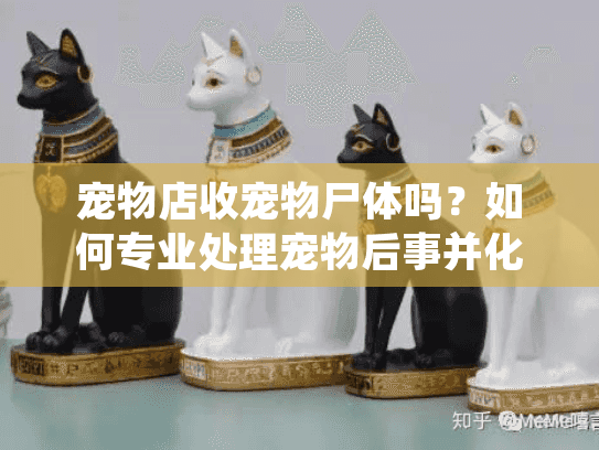宠物店收宠物尸体吗？如何专业处理宠物后事并化解悲伤情绪
