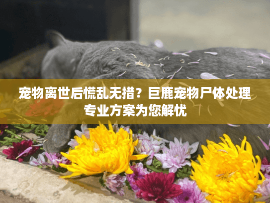 宠物离世后慌乱无措？巨鹿宠物尸体处理专业方案为您解忧