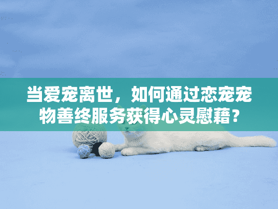 当爱宠离世，如何通过恋宠宠物善终服务获得心灵慰藉？