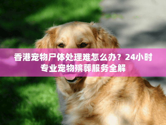 香港宠物尸体处理难怎么办？24小时专业宠物殡葬服务全解