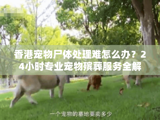 香港宠物尸体处理难怎么办？24小时专业宠物殡葬服务全解