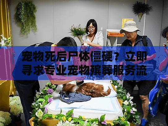 宠物死后尸体僵硬？立即寻求专业宠物殡葬服务流程
