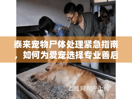 泰来宠物尸体处理紧急指南，如何为爱宠选择专业善后服务？