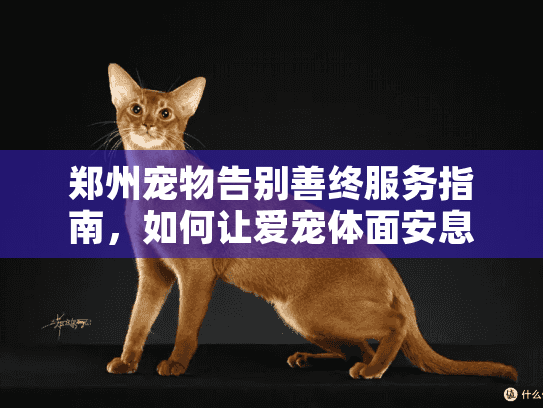 郑州宠物告别善终服务指南，如何让爱宠体面安息？