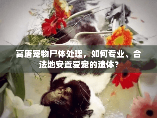 高唐宠物尸体处理，如何专业、合法地安置爱宠的遗体？