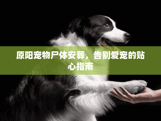 原阳宠物尸体安葬，告别爱宠的贴心指南