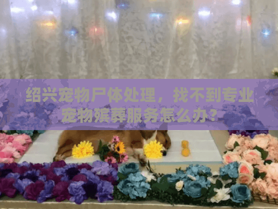 绍兴宠物尸体处理，找不到专业宠物殡葬服务怎么办？