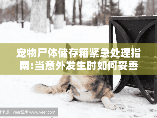 宠物尸体储存箱紧急处理指南:当意外发生时如何妥善安置爱宠