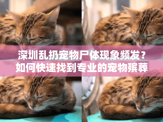 深圳乱扔宠物尸体现象频发？如何快速找到专业的宠物殡葬服务