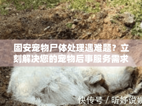 固安宠物尸体处理遇难题？立刻解决您的宠物后事服务需求