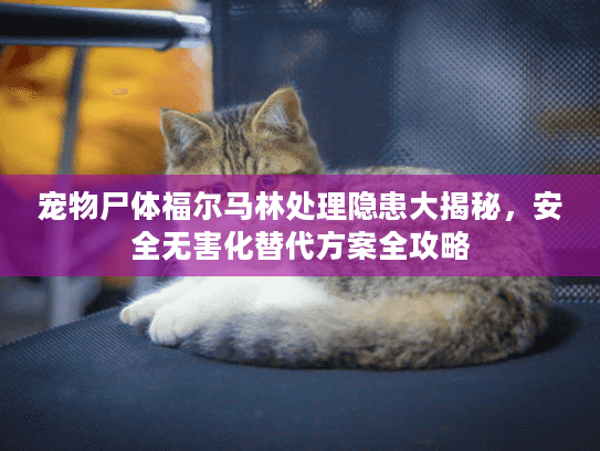 宠物尸体福尔马林处理隐患大揭秘，安全无害化替代方案全攻略