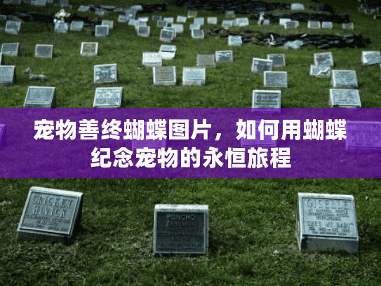 宠物善终蝴蝶图片，如何用蝴蝶纪念宠物的永恒旅程