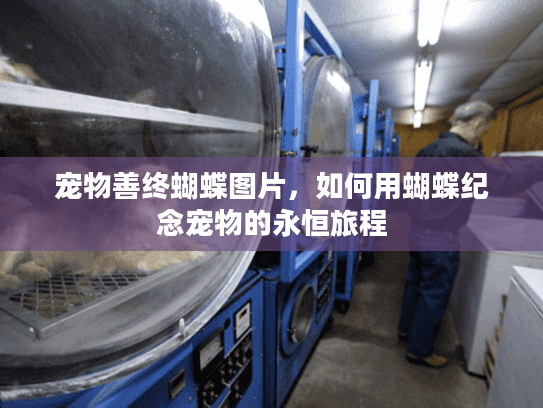宠物善终蝴蝶图片，如何用蝴蝶纪念宠物的永恒旅程