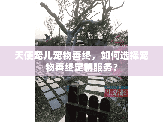 天使宠儿宠物善终，如何选择宠物善终定制服务？