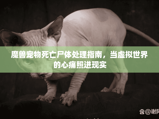 魔兽宠物死亡尸体处理指南，当虚拟世界的心痛照进现实