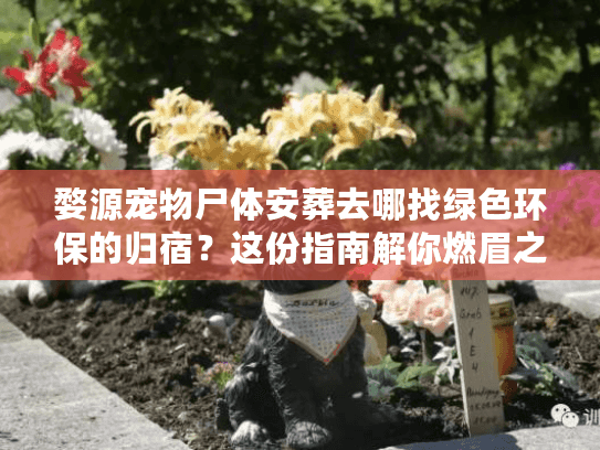 婺源宠物尸体安葬去哪找绿色环保的归宿？这份指南解你燃眉之急