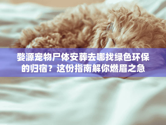 婺源宠物尸体安葬去哪找绿色环保的归宿？这份指南解你燃眉之急
