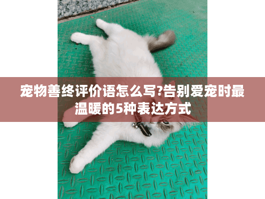 宠物善终评价语怎么写?告别爱宠时最温暖的5种表达方式