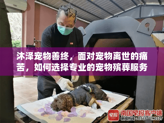 沐泽宠物善终，面对宠物离世的痛苦，如何选择专业的宠物殡葬服务？