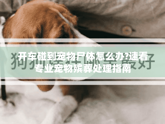 开车碰到宠物尸体怎么办?速看专业宠物殡葬处理指南